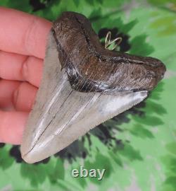 Megalodon Sharks Tooth Pendant BEAUTY NO RESTORATIONS fossil sharks teeth