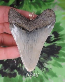 Megalodon Sharks Tooth Pendant BEAUTY NO RESTORATIONS fossil sharks teeth