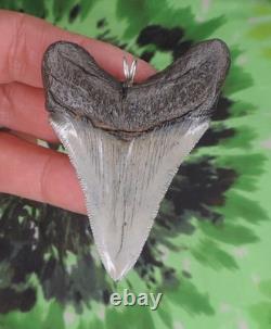 Megalodon Sharks Tooth Pendant BEAUTY! NO RESTORATIONS fossil sharks teeth