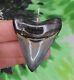 Megalodon Sharks Tooth Pendant Nice! / Sterling Silver/ Fossil Sharks Teeth Tooth