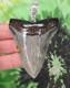 Megalodon Sharks Tooth Pendant Polished Beauty Fossil Sharks Teeth