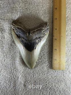 Megalodon Tooth
