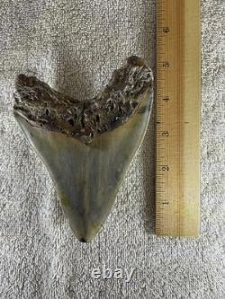 Megalodon Tooth