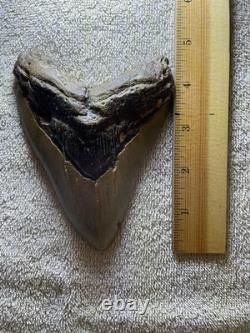 Megalodon Tooth