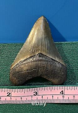 Megalodon Tooth 2 3/4 inch collection BONE VALLEY Lot 65 Fossil Shark