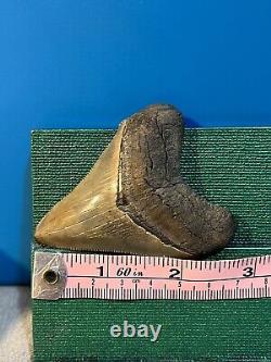 Megalodon Tooth 2 3/4 inch collection BONE VALLEY Lot 65 Fossil Shark