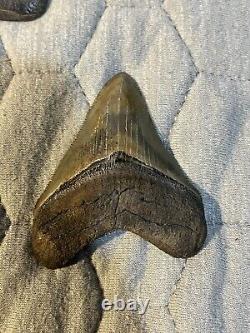 Megalodon Tooth 2 3/4 inch collection BONE VALLEY Lot 65 Fossil Shark