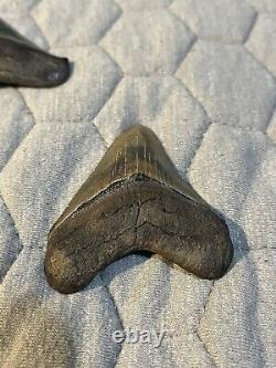 Megalodon Tooth 2 3/4 inch collection BONE VALLEY Lot 65 Fossil Shark