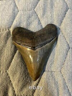 Megalodon Tooth 2 3/4 inch collection BONE VALLEY Lot 65 Fossil Shark