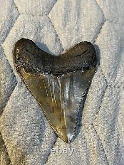 Megalodon Tooth 2 3/4 inch collection BONE VALLEY Lot 65 Fossil Shark