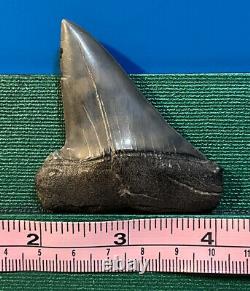 Megalodon Tooth 2 3/4 inch collection BONE VALLEY Lot 66 Fossil Shark