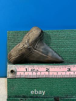 Megalodon Tooth 2 3/4 inch collection BONE VALLEY Lot 66 Fossil Shark