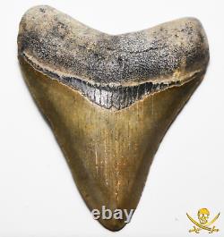 Megalodon Tooth 3.25 Inches Fossil Pirate Gold Coins Treasures Of The Jurassic