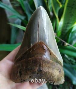 Megalodon Tooth 4.75'' Anterior Indo Rarest SMOKY TOPAZ BLUE NO REPAIR NO RESTO