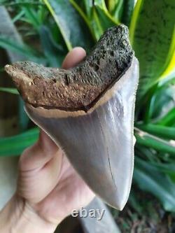 Megalodon Tooth 4.75'' Anterior Indo Rarest SMOKY TOPAZ BLUE NO REPAIR NO RESTO