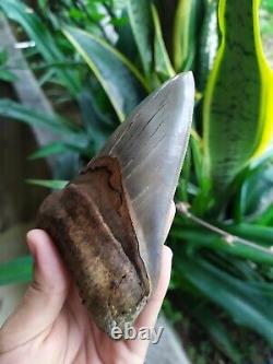 Megalodon Tooth 4.75'' Anterior Indo Rarest SMOKY TOPAZ BLUE NO REPAIR NO RESTO