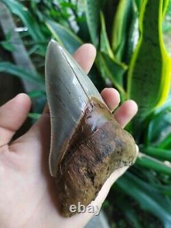 Megalodon Tooth 4.75'' Anterior Indo Rarest SMOKY TOPAZ BLUE NO REPAIR NO RESTO