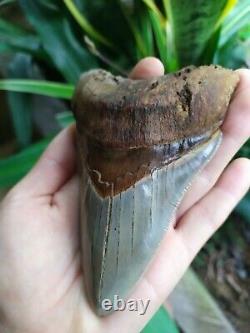 Megalodon Tooth 4.75'' Anterior Indo Rarest SMOKY TOPAZ BLUE NO REPAIR NO RESTO