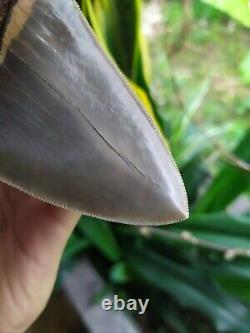 Megalodon Tooth 4.75'' Anterior Indo Rarest SMOKY TOPAZ BLUE NO REPAIR NO RESTO