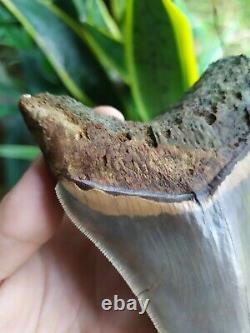 Megalodon Tooth 4.75'' Anterior Indo Rarest SMOKY TOPAZ BLUE NO REPAIR NO RESTO