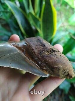 Megalodon Tooth 4.75'' Anterior Indo Rarest SMOKY TOPAZ BLUE NO REPAIR NO RESTO