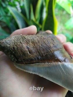 Megalodon Tooth 4.75'' Anterior Indo Rarest SMOKY TOPAZ BLUE NO REPAIR NO RESTO