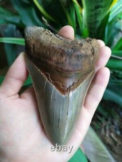 Megalodon Tooth 4.75'' Anterior Indo Rarest SMOKY TOPAZ BLUE NO REPAIR NO RESTO