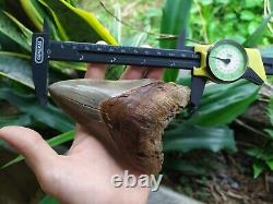 Megalodon Tooth 4.75'' Anterior Indo Rarest SMOKY TOPAZ BLUE NO REPAIR NO RESTO