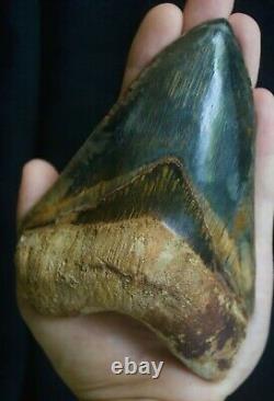 Megalodon Tooth 5.13'' Upper Anterior All Natural Deepest Blue Museum Quality