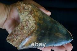 Megalodon Tooth 5.13'' Upper Anterior All Natural Deepest Blue Museum Quality