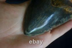 Megalodon Tooth 5.13'' Upper Anterior All Natural Deepest Blue Museum Quality