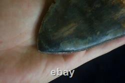 Megalodon Tooth 5.13'' Upper Anterior All Natural Deepest Blue Museum Quality