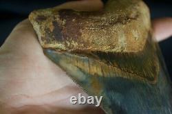 Megalodon Tooth 5.13'' Upper Anterior All Natural Deepest Blue Museum Quality