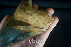 Megalodon Tooth 5.13'' Upper Anterior All Natural Deepest Blue Museum Quality