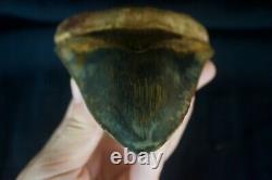 Megalodon Tooth 5.13'' Upper Anterior All Natural Deepest Blue Museum Quality