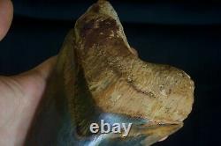 Megalodon Tooth 5.13'' Upper Anterior All Natural Deepest Blue Museum Quality