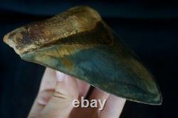 Megalodon Tooth 5.13'' Upper Anterior All Natural Deepest Blue Museum Quality