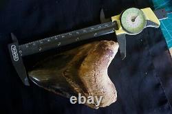 Megalodon Tooth 5.13'' Upper Anterior All Natural Deepest Blue Museum Quality