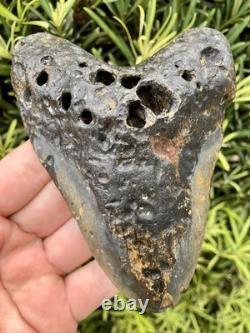 Megalodon Tooth 5.18 Natural Fossil Shark Teeth