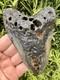 Megalodon Tooth 5.18 Natural Fossil Shark Teeth