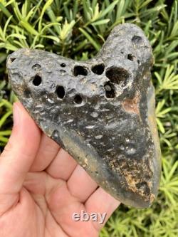 Megalodon Tooth 5.18 Natural Fossil Shark Teeth