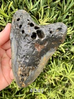 Megalodon Tooth 5.18 Natural Fossil Shark Teeth
