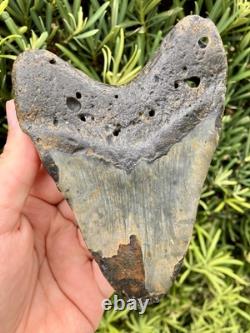 Megalodon Tooth 5.18 Natural Fossil Shark Teeth