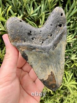 Megalodon Tooth 5.18 Natural Fossil Shark Teeth