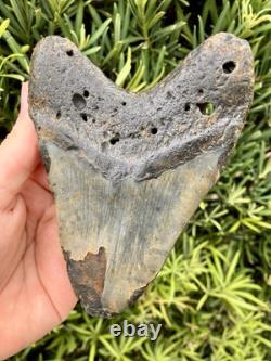 Megalodon Tooth 5.18 Natural Fossil Shark Teeth
