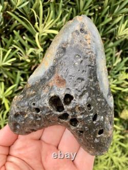 Megalodon Tooth 5.18 Natural Fossil Shark Teeth