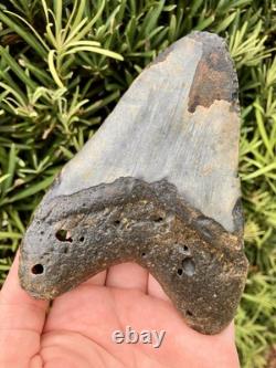 Megalodon Tooth 5.18 Natural Fossil Shark Teeth