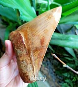 Megalodon Tooth 5.55'' Widest Museum Quality Gold & Wrinkles No Repair No Resto