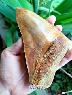Megalodon Tooth 5.55'' Widest Museum Quality Gold & Wrinkles No Repair No Resto
