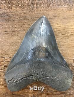 Megalodon Tooth 5.5 Inches Fossil Pirate Gold Coins Treasures Of The Jurassic
